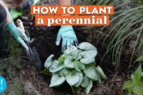 How to Plant a Perennial 🪴 | Basics | Better Homes & Gardens