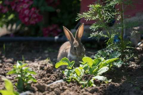 How to Protect Garden From Animals