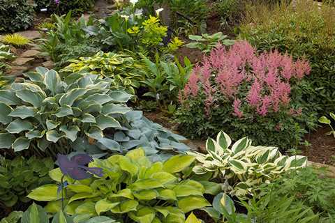 Choosing Plants For a Shaded Garden