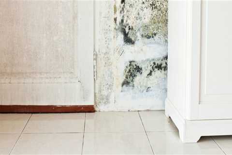 The Importance Of Mold Testing Before Starting Your Home Remodeling Project In Charleston