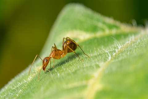 From Pest Problem To Property Perfection: The Impact Of Ant Exterminators On Home Appraisal In..