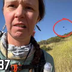 Day 37 | The Bird Attack | Pacific Crest Trail Thru Hike