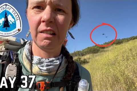 Day 37 | The Bird Attack | Pacific Crest Trail Thru Hike