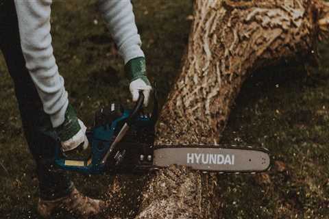 Why Tree Services Are Essential For Maintaining Senior Living Communities In Louisville