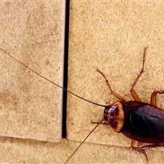 Why Cockroach Pest Control Is Crucial In Home Building Projects In Fayetteville?