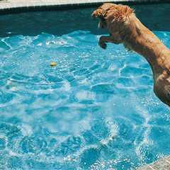 The Sharing Economy Has Moved to Backyard Rentals—for Your Dog