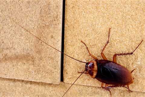 Why Cockroach Pest Control Is Crucial In Home Building Projects In Fayetteville?