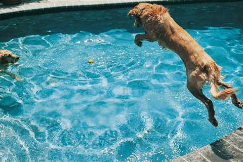 The Sharing Economy Has Moved to Backyard Rentals—for Your Dog