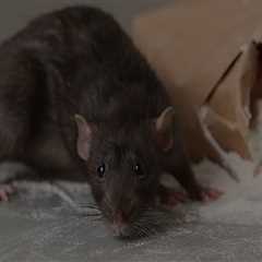 How Rodent Pest Removal Services Help Fayetteville Real Estate Agents Close Deals Faster