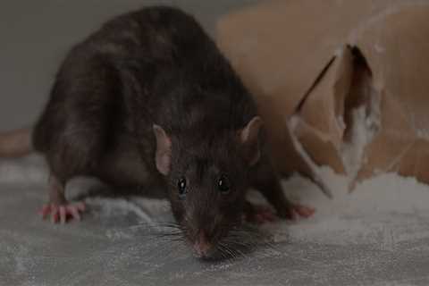 How Rodent Pest Removal Services Help Fayetteville Real Estate Agents Close Deals Faster