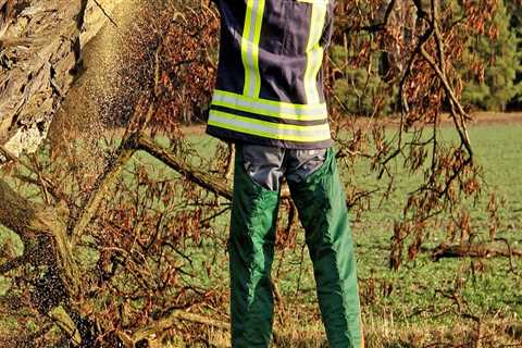 Enhance Property Value with Professional Tree Chopping