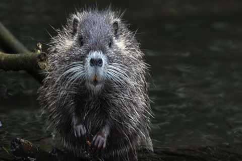 Enhance Real Estate Appeal with Rodent Pest Control